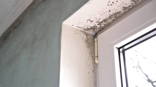 Best Crawl Space Mold Remediation  in Vassar College, NY
