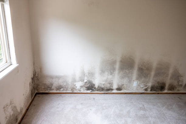 Reliable Vassar College, NY Mold Removal Solutions